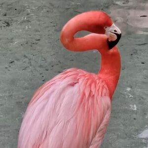 Meet your Posher, Dawn